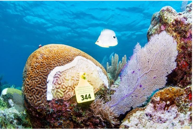 coral-reef-disease