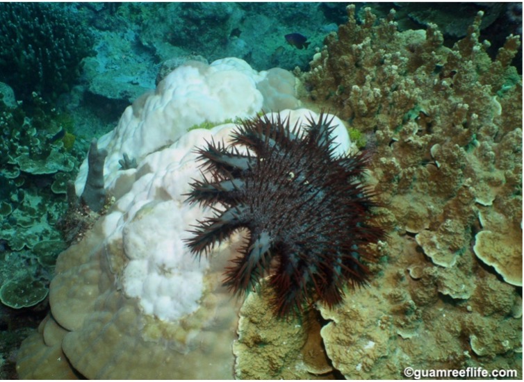 crown-of-thorns