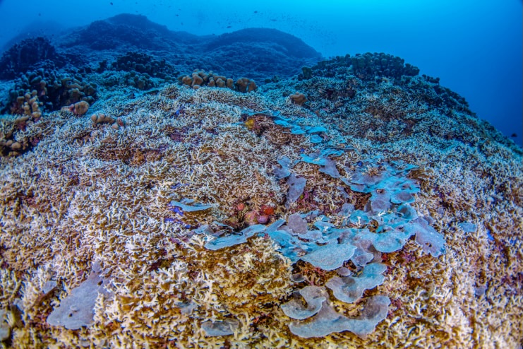 largest coral in the world found in the solomon islands, 2024